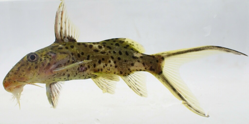 Squeaker catfish (Synodontis sorex) — Mochokidae