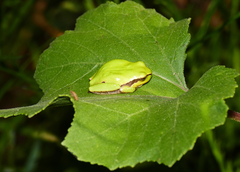 Hyla intermedia
