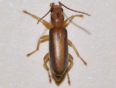 Paroxacis mandibularis