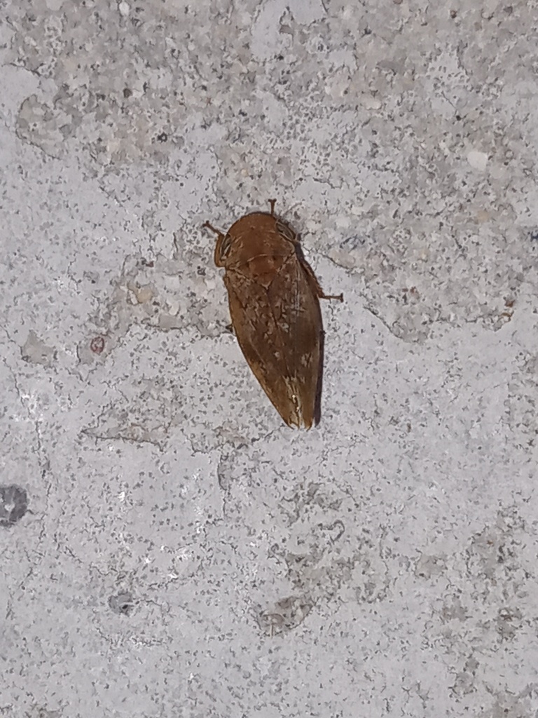 Distantia