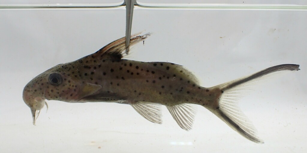 Squeaker catfish (Synodontis sorex) — Mochokidae