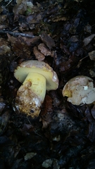 Butyriboletus appendiculatus