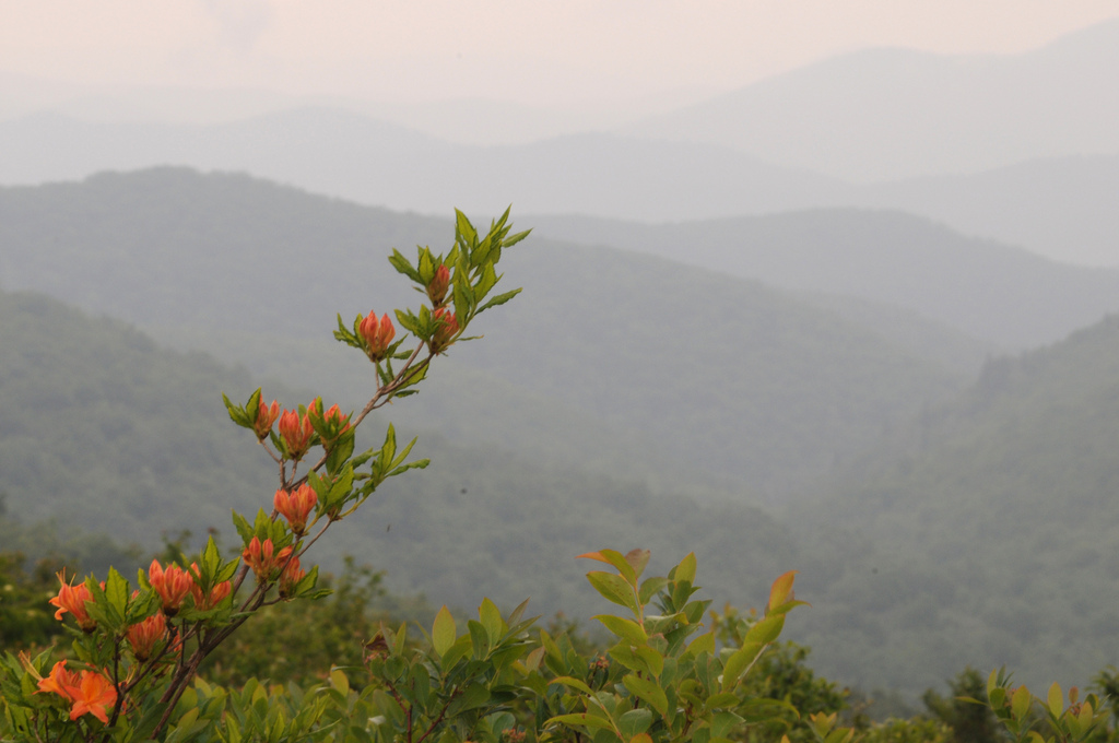 Rhododendron calendulaceum, Haywood County, NC, USA