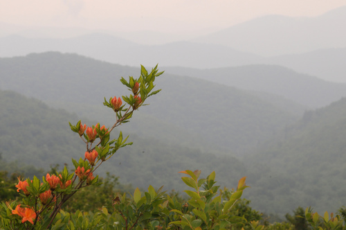 Rhododendron calendulaceum