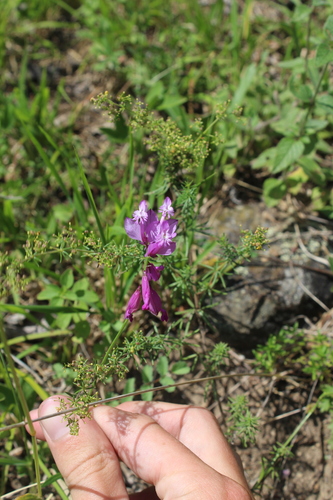 Keten (Polygala anatolica)