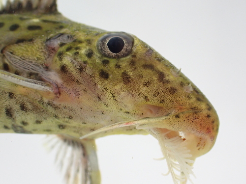 Squeaker catfish (Synodontis sorex) — Mochokidae — 3