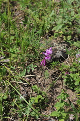 Polygala anatolica