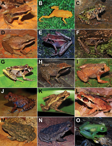 Carvalho's tree toad