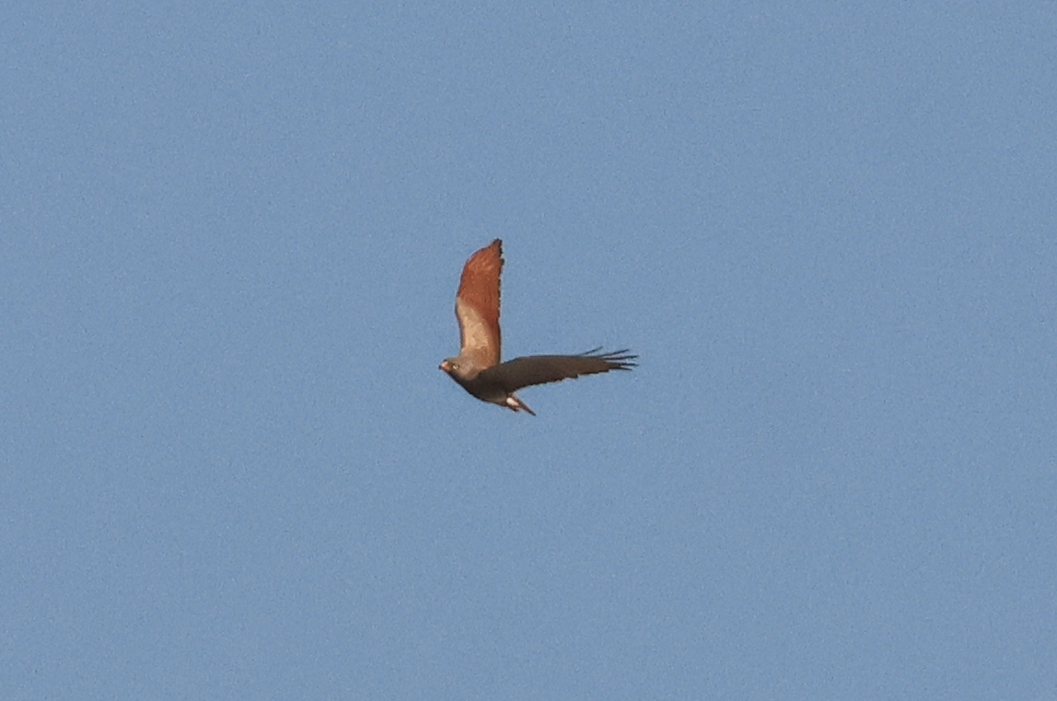Rufous-winged Buzzard (Butastur liventer)