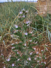 Echium italicum biebersteinii