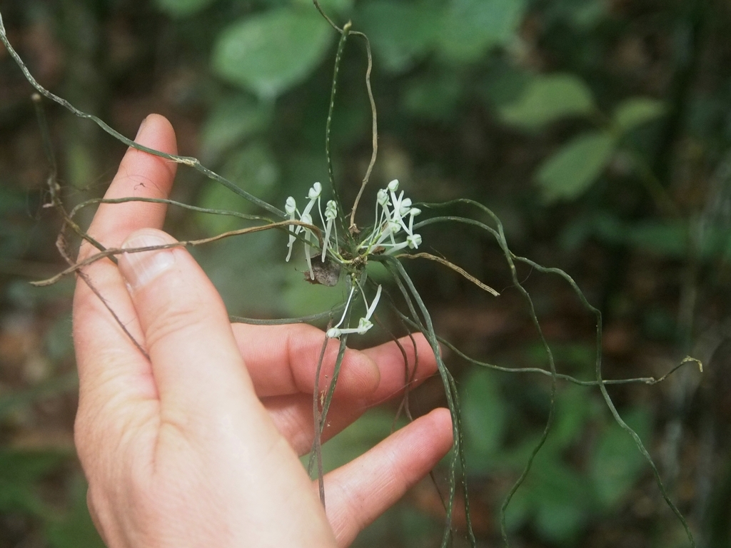 Microcoelia caespitosa