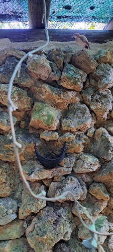 Caribbean Hornero (Furnarius longirostris), photo 9