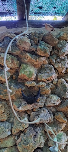 Caribbean Hornero (Furnarius longirostris), photo 10