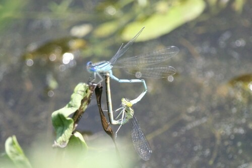 Goblet-marked Damselfly, Bornerbroek, Netherlands, photo 10 of 10