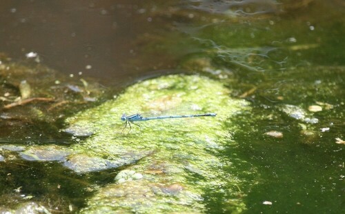 Goblet-marked Damselfly, Bornerbroek, Netherlands, photo 9 of 10