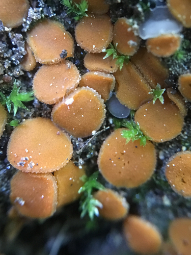 Lamprospora crechqueraultii