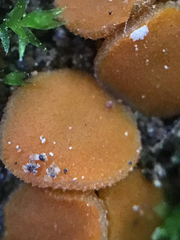 Ramsbottomia crechqueraultii