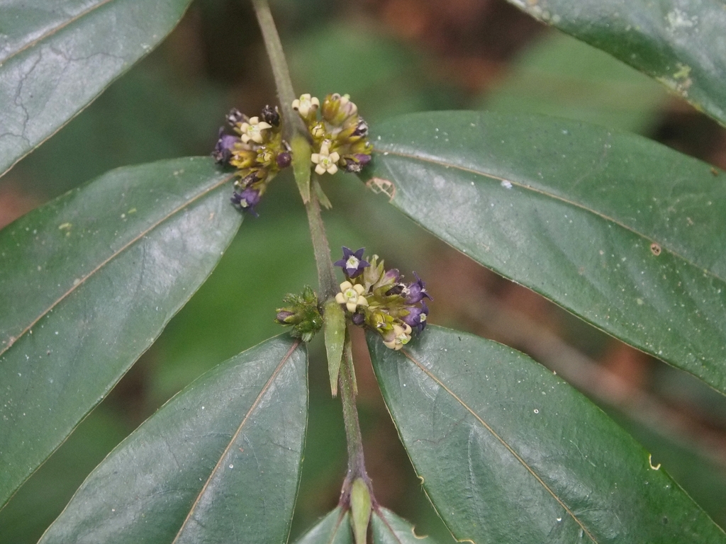 Urophylleae