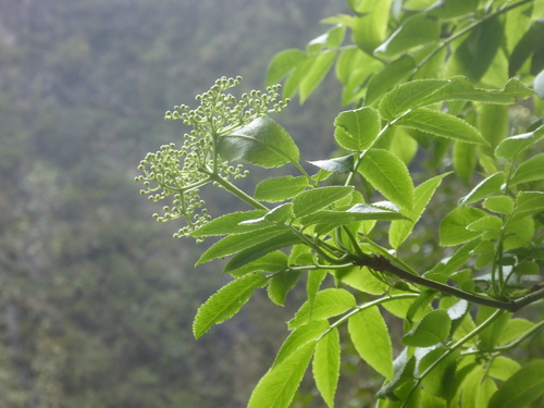 Sambucus lanceolata, photograph 1