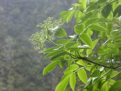 (c) fmunoz, some rights reserved (CC BY) Sambucus lanceolata, photograph (c) fmunoz, some rights reserved (CC BY)