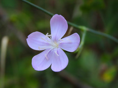 Dianthus ciliatus
