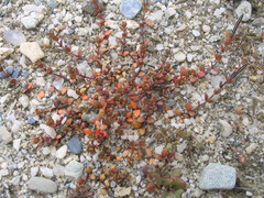 Epilobium microphyllum