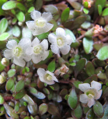 Glossostigma elatinoides