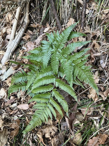 Dryopteris hikonensis iNat (3)