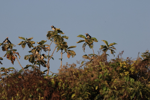 Siamese Pied Myna (Gracupica floweri), photo 6
