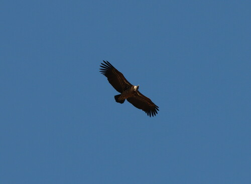 Rüppell's Griffon
