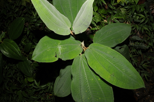 Image of Miconia serrulata by (c) Grace Merkert, some rights reserved (CC BY)