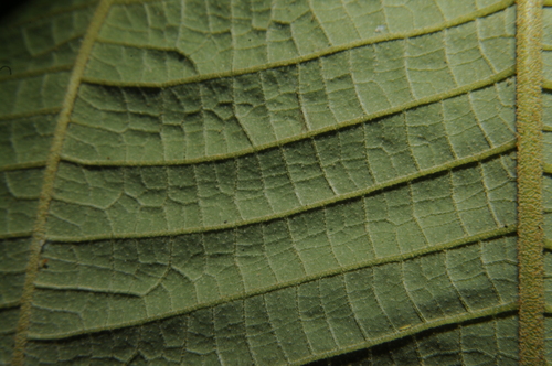 Image of Miconia serrulata by (c) Grace Merkert, some rights reserved (CC BY)