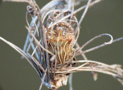 Ancyrosoma leucogrammes