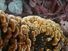 Phylloporia