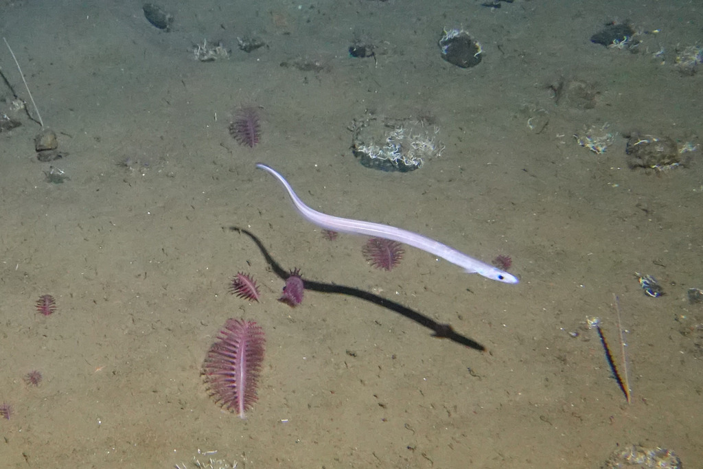 Kaup's Arrowtooth Eel