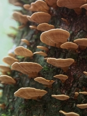 Phylloporia