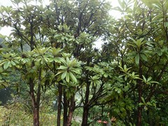 Rhododendron arboreum