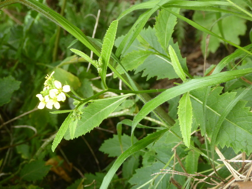 Sinapidendron rupestre, photograph 5