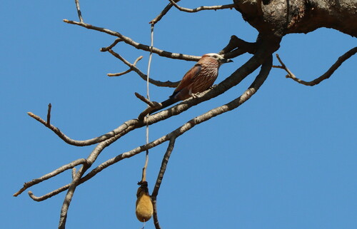 Purple Roller