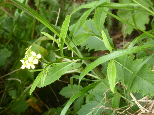 Sinapidendron rupestre, photograph 2