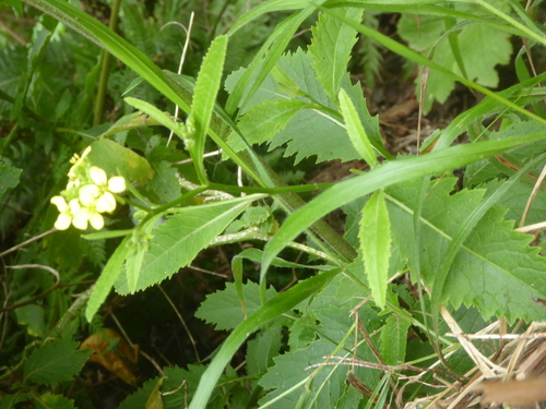 Sinapidendron rupestre, photograph 4