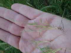 Muhlenbergia filiformis