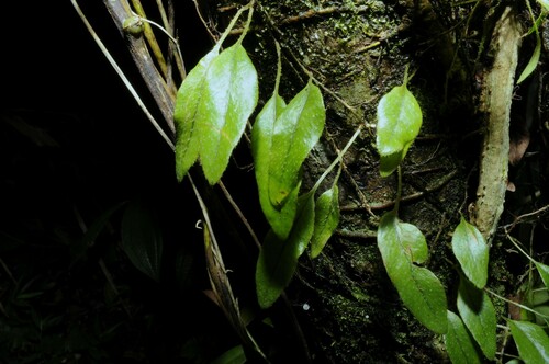 Image of Microgramma piloselloides by (c) Grace Merkert, some rights reserved (CC BY)