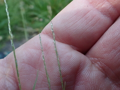 Muhlenbergia filiformis