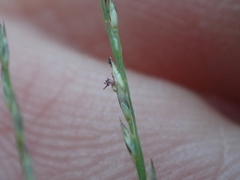 Muhlenbergia filiformis