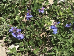 Penstemon cyananthus