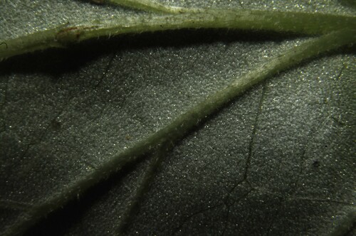 Image of Begonia decandra by (c) Grace Merkert, some rights reserved (CC BY)