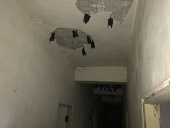 Hipposideros armiger terasensis