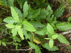 Sinapidendron rupestre