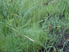 Muhlenbergia filiformis